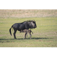 Gnu-4581.jpg (Harald Esberger)