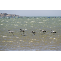 Flamingos-2129.jpg (Harald Esberger)