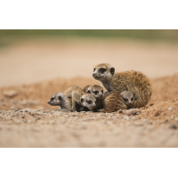 Erdmännnchen-3877.jpg (Harald Esberger)