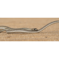 Kap-Sandnatter
(Harald Esberger) Sandnatter-5237.jpg (Harald Esberger)