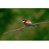 _5170941.jpg (Benjamin Tull)