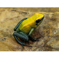 Phy_bicolor2.jpg (Benjamin Tull)