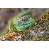 _3070128-Kopie.jpg (Benjamin Tull)