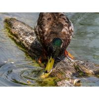 Sachen gibt´s...
(Benjamin Tull) _5310169-Kopie.jpg (Benjamin Tull)