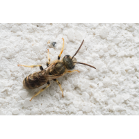 Wildbiene-1.jpg (fossilhunter)