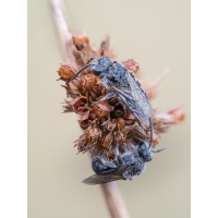 Wildbiene-3.jpg (fossilhunter)
