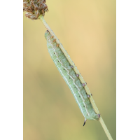 Schwaermerraupe3_27082025-2(B,Radius8,Smoothing4)14-1.jpg (fossilhunter)