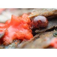 Mini_Kaefer-1.jpg (fossilhunter)