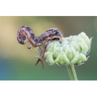 Raupe4_17092025-1(B,Radius8,Smoothing4)16-1.jpg (fossilhunter)