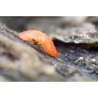 Springschwanz_06112025-12(B,Radius8,Smoothing4)14-2.jpg (fossilhunter)