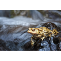 Am Wasserfall MF.jpg (schaubinio)