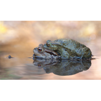 Kröten-Pärchen_bearbeitet-1.jpg (schaubinio)