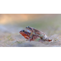 Grasfroschpaar 1 Kopie - Kopie.jpg (schaubinio)