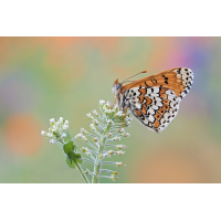 Melitaea-cinxia-D-zogg88225_10---Kopie.jpg (Otto G.)