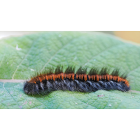 Raupe-OM003447---Kopie.jpg (Otto G.)