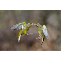 Carduelis-chloris-00004050---Kopie.jpg (Otto G.)