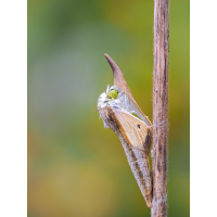 Anthocharis-cardamines-OMM09392---Kopie.jpg (Otto G.)