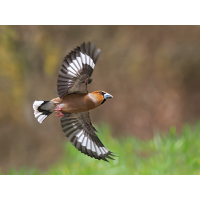 Coccothraustes1-01520171---Kopie.jpg (Otto G.)