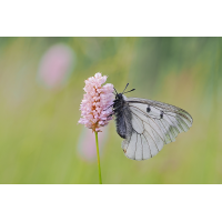 Parnassius-mnemosyne-zom01576685_8---Kopie.jpg (Otto G.)