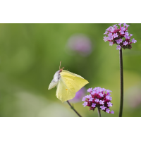 Gonepteryx-rhamni-P8124884---Kopie.jpg (Otto G.)