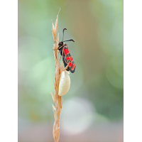 Zygaena-carniolica-zomP7114382_8---Kopie.jpg (Otto G.)