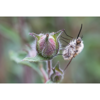 _MG_4037-Bearbeitet - Kopie.jpg (Kurt s.)