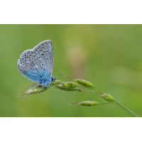 _MG_7519-Bearbeitet.jpg (Kurt s.)