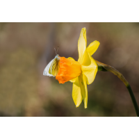 _MG_4359-Bearbeitet-Bearbeitet-Bearbeitet-Bearbeitet.jpg (Kurt s.)