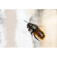 _MG_6835-Bearbeitet-Bearbeitet.jpg (Kurt s.)