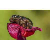 _MG_9197-Bearbeitet-Bearbeitet.jpg (Kurt s.)