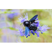 _MG_9943-Bearbeitet.jpg (Kurt s.)