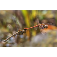 _MG_2364-Bearbeitet-Bearbeitet-Bearbeitet.jpg (Kurt s.)