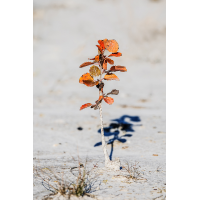 _MG_2567-Bearbeitet-Bearbeitet.jpg (Kurt s.)