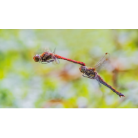 _MG_1237-Bearbeitet-Bearbeitet-Bearbeitet.jpg (Kurt s.)