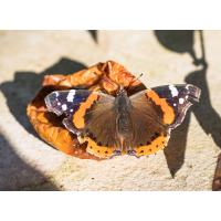 _MG_6054.jpg (Kurt s.)