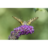 _MG_6320.jpg (Kurt s.)