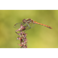 Eine Heidelibelle am Gartenteich
(Kurt s.) _MG_9308.jpg (Kurt s.)