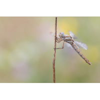 2023-08-18 20-00-40 (B,R8,S4) 20er stack-Kleiner Blaupfeil WeibchenKopie.jpg (frank66)