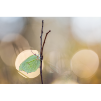 2025-01-18 20-30-49 (B,R8,S4) 289NZ6II 25er stack Zitronenfalter-web fix Kopie.jpg (frank66)