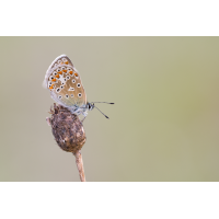 2025-05-04 16-21-58 (B,R8,S4) 559NZ6II 45er stack Hauhechel-Bläuling-web.jpg (frank66)