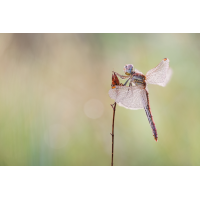 2025-06-29 11-55-39 (B,R8,S5) 827NZ6II 35er stack Sympetrum striolatum - Große Heidelibelle mix aus A&B&C mit B verrechnet-web.jpg (frank66)