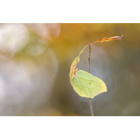 2025-11-24 21-00-56 (B,R8,S3)816ANZ6II 26er stack Zitronenfalter mix A&B mit B verrechnet Kopie.jpg (frank66)