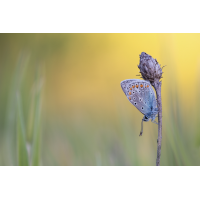 2025-05-10 13-08-37 (B,R8,S4) 581NZ6II 30er stack Hauhechel-Bläuling-web.jpg (frank66)