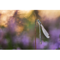 2025-09-28 20-27-07 (B,R8,S4) 716ANZ6II 35er stack Binsenjungfer mix A&B mit B verrechnet-web.jpg (frank66)