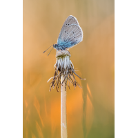 Sonnenaufgang auf der Wacholderheide
(frank66) 2026-05-25 18-09-11 (B,R8,S4) 384BNZ6II 35er stack Rotklee-Bläuling (Cyaniris semiargus) mix A&B mit B verrechnet in HF-web.jpg (frank66)