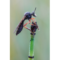 20250810-20250810-IMG_9657 ZS55 1-2 f8 200 100-b.jpg (Nurnpaarbilder)