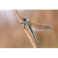 20250426-20250426-IMG_9087 ZS15 1-40 f63 200 100-b.jpg (Nurnpaarbilder)