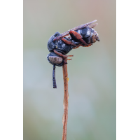 Filzbiene
(Nurnpaarbilder) 20250810-20250810-IMG_0727 ZS27 1-8 f63u10 200 65-b.jpg (Nurnpaarbilder)