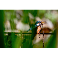 20250912-P1057974-RW2-.jpg (Erich)