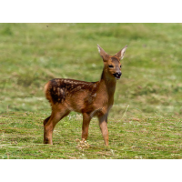 Unerwartet...
(Erich) 20250609-P1053758-RW2_.jpg (Erich)